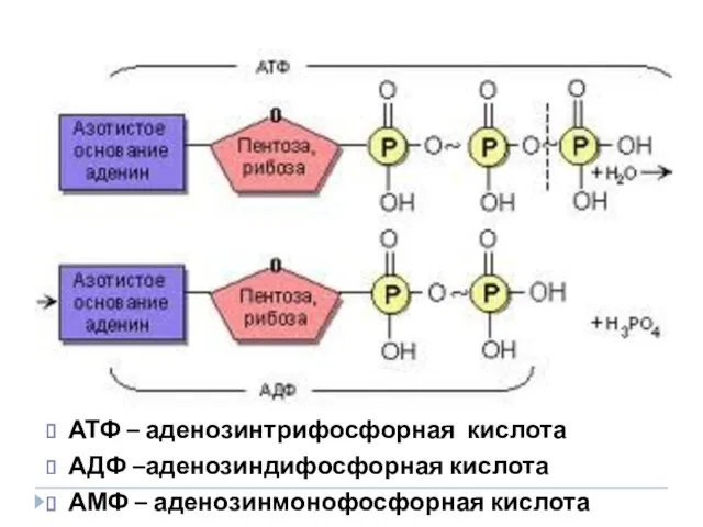 АТФ – аденозинтрифосфорная кислота АДФ –аденозиндифосфорная кислота АМФ – аденозинмонофосфорная кислота