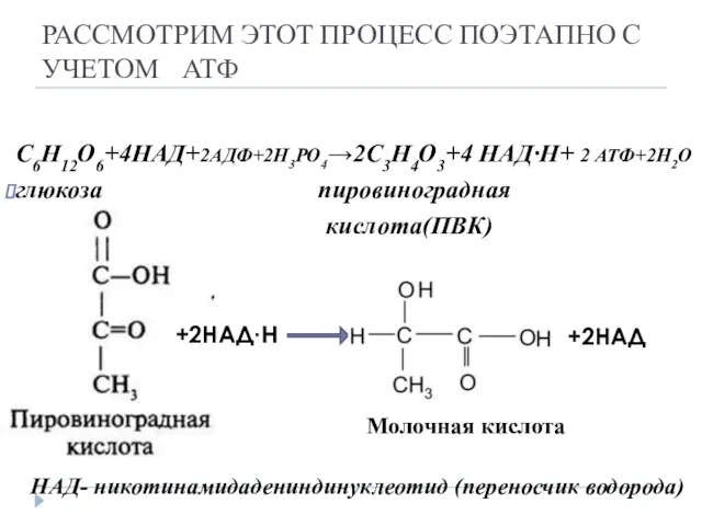 РАССМОТРИМ ЭТОТ ПРОЦЕСС ПОЭТАПНО С УЧЕТОМ АТФ С6Н12О6+4НАД+2АДФ+2Н3РО4→2С3Н4О3+4 НАД·Н+ 2