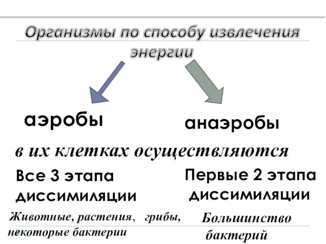 аэробы анаэробы в их клетках осуществляются Все 3 этапа диссимиляции