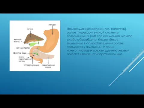 Поджелудочная железа (лат. pancreas) — орган пищеварительной системы позвоночных. У