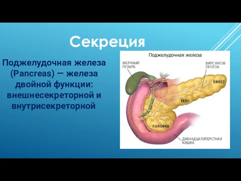 Секреция Поджелудочная железа (Pancreas) — железа двойной функции: внешнесекреторной и внутрисекреторной.