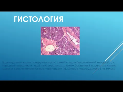 ГИСТОЛОГИЯ Поджелудочная железа снаружи покрыта тонкой соединительнотканной капсулой, а с