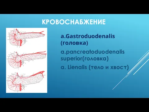 КРОВОСНАБЖЕНИЕ a.Gastroduodenalis (головка) а.pancreatoduodenalis superior(головка) a. Lienalis (тело и хвост)