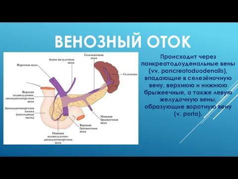 ВЕНОЗНЫЙ ОТОК Происходит через панкреатодоуденальные вены (vv. pancreatoduodenalis), впадающие в