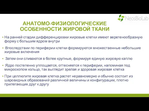 АНАТОМО-ФИЗИОЛОГИЧЕСКИЕ ОСОБЕННОСТИ ЖИРОВОЙ ТКАНИ На ранней стадии дифференцировки жировые клетки