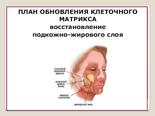 ПЛАН ОБНОВЛЕНИЯ КЛЕТОЧНОГО МАТРИКСА восстановление подкожно-жирового слоя