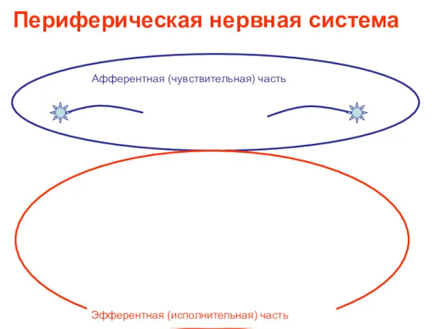 Периферическая нервная система Афферентная (чувствительная) часть Эфферентная (исполнительная) часть