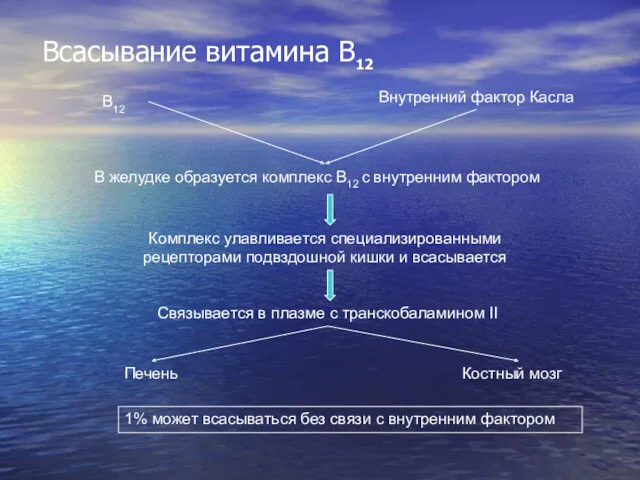 Всасывание витамина В12 В12 Внутренний фактор Касла В желудке образуется