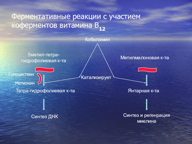 Ферментативные реакции с участием коферментов витамина В12 Кобаламин 5метил-тетра-гидрофолиевая к-та