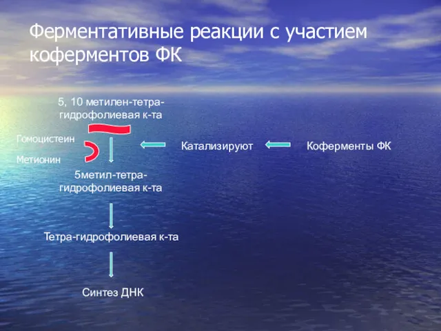 Ферментативные реакции с участием коферментов ФК Коферменты ФК 5метил-тетра-гидрофолиевая к-та