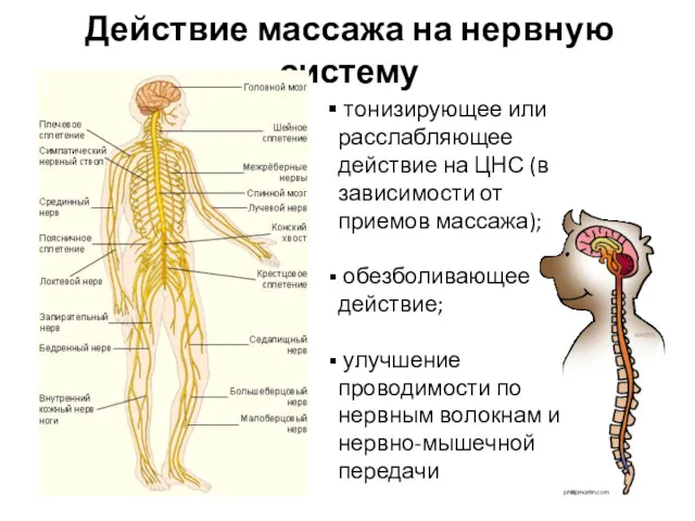 Действие массажа на нервную систему тонизирующее или расслабляющее действие на