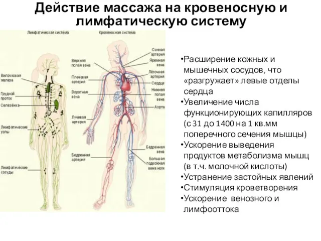 Действие массажа на кровеносную и лимфатическую систему Расширение кожных и