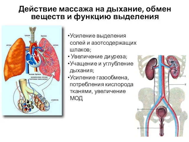 Действие массажа на дыхание, обмен веществ и функцию выделения Усиление