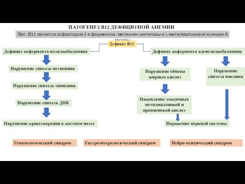 ПАТОГЕНЕЗ В12 ДЕФИЦИТНОЙ АНЕМИИ Вит. В12 является кофактором 2-х ферментов: метионин синтетазы и