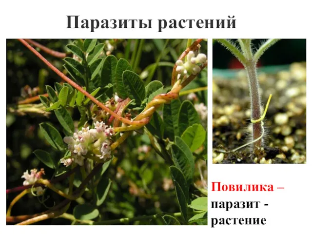 Паразиты растений Повилика – паразит - растение