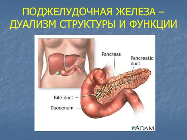 ПОДЖЕЛУДОЧНАЯ ЖЕЛЕЗА – ДУАЛИЗМ СТРУКТУРЫ И ФУНКЦИИ