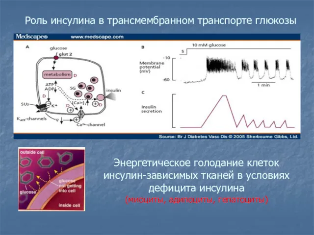 Роль инсулина в трансмембранном транспорте глюкозы Энергетическое голодание клеток инсулин-зависимых