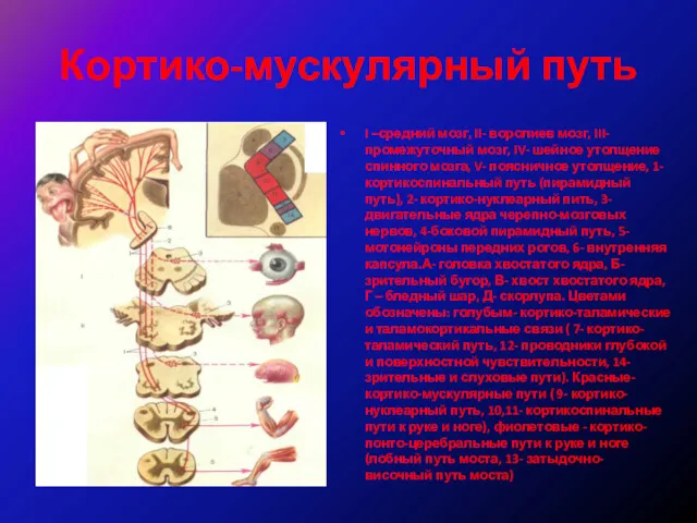 Кортико-мускулярный путь I –средний мозг, II- воролиев мозг, III- промежуточный