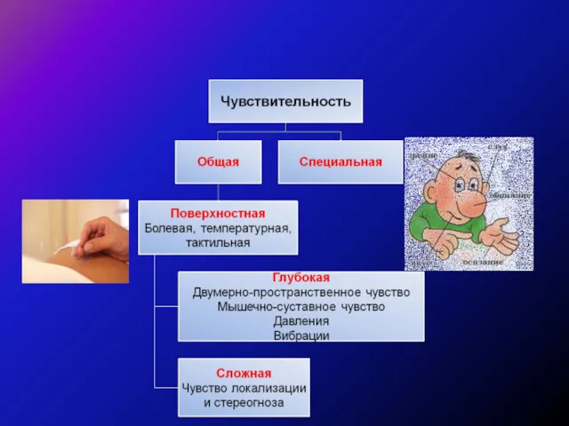 Чувствительность, виды Чувствительность, виды