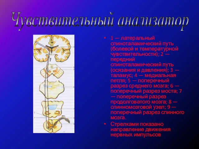 1 — латеральный спиноталамический путь (болевой и температурной чувствительности); 2