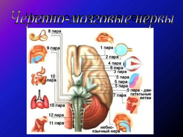 Черепно-мозговые нервы Черепно-мозговые нервы