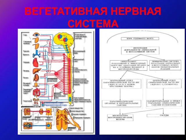 ВЕГЕТАТИВНАЯ НЕРВНАЯ СИСТЕМА