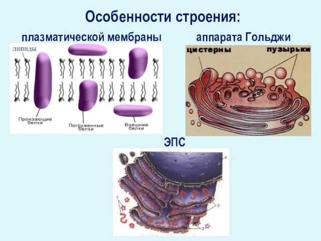 Особенности строения: плазматической мембраны липиды аппарата Гольджи ЭПС