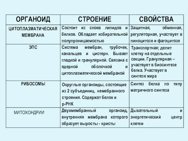 ЦИТОПЛАЗМАТИЧЕСКАЯ МЕМБРАНА Транспортная; делит клетку на отдельные секции. Гранулярная – участвует в биосинтезе