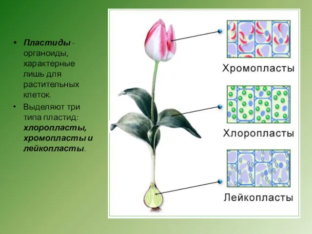 Пластиды - органоиды, характерные лишь для растительных клеток. Выделяют три типа пластид: хлоропласты, хромопласты и лейкопласты.