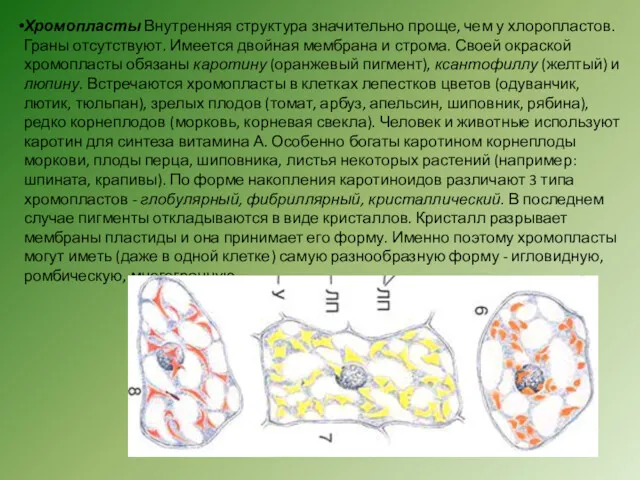 Хромопласты Внутренняя структура значительно проще, чем у хлоропластов. Граны отсутствуют.