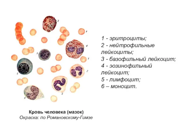 Кровь человека (мазок) Окраска: по Романовскому-Гимзе 1 - эритроциты; 2