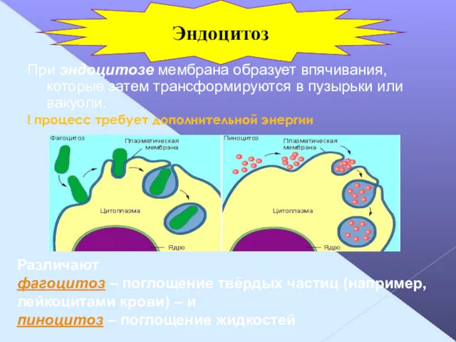 При эндоцитозе мембрана образует впячивания, которые затем трансформируются в пузырьки