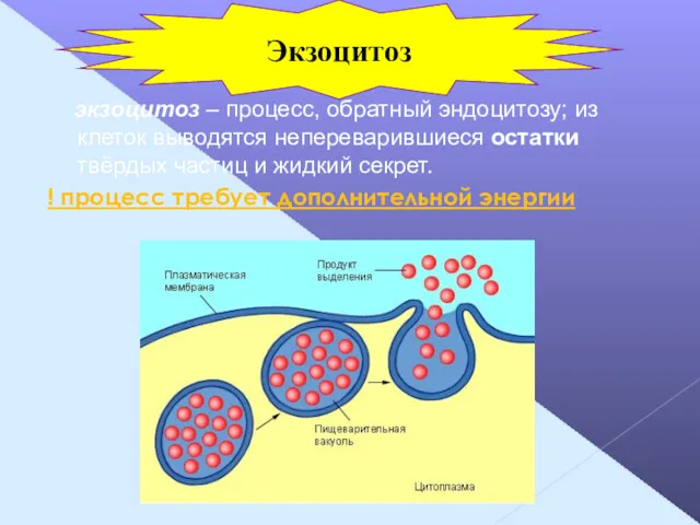 экзоцитоз – процесс, обратный эндоцитозу; из клеток выводятся непереварившиеся остатки