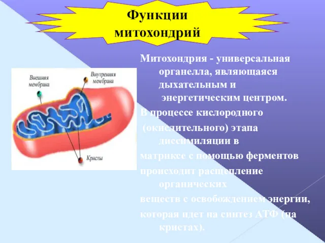 Митохондрия - универсальная органелла, являющаяся дыхательным и энергетическим центром. В