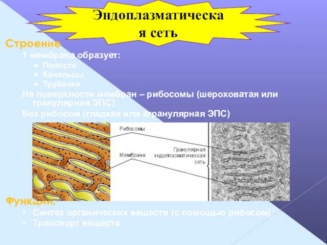 Строение 1 мембрана образует: Полости Канальцы Трубочки На поверхности мембран