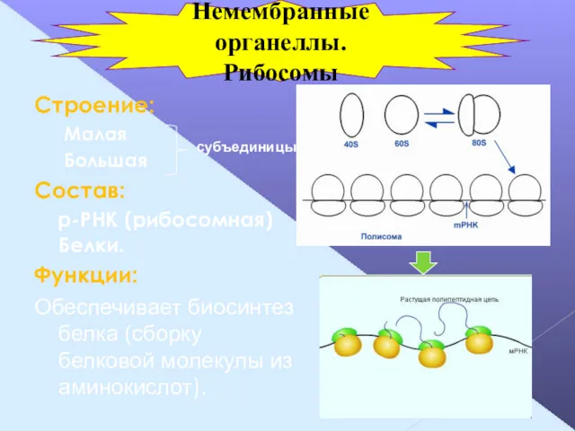 Строение: Малая Большая Состав: р-РНК (рибосомная) Белки. Функции: Обеспечивает биосинтез