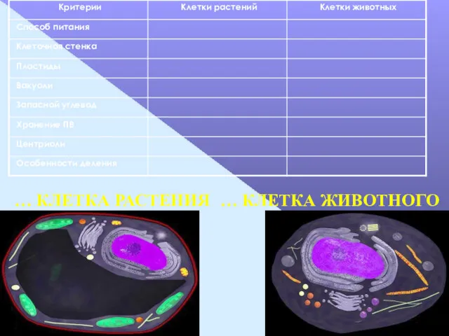 … КЛЕТКА РАСТЕНИЯ … КЛЕТКА ЖИВОТНОГО