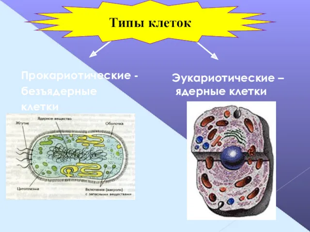 Прокариотические - безъядерные клетки Эукариотические –ядерные клетки Типы клеток