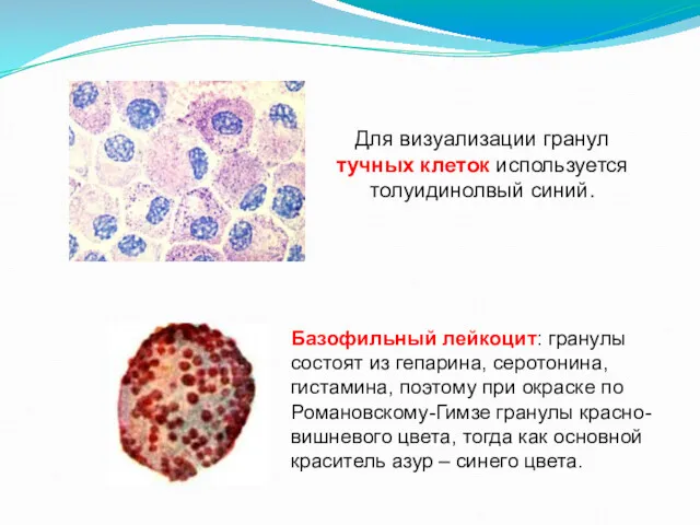 Для визуализации гранул тучных клеток используется толуидинолвый синий. Базофильный лейкоцит: гранулы состоят из