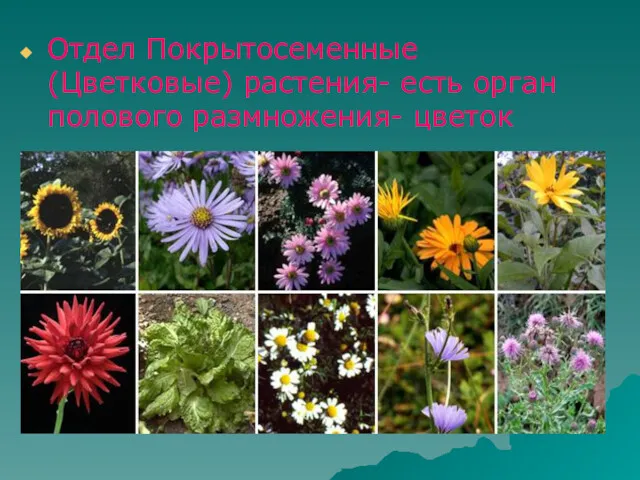 Отдел Покрытосеменные (Цветковые) растения- есть орган полового размножения- цветок