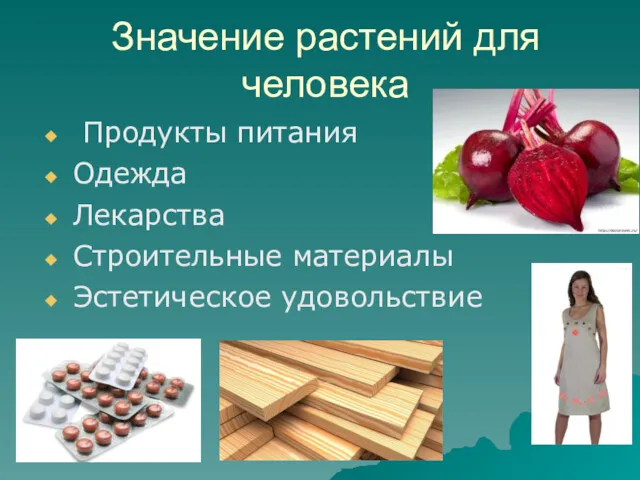 Значение растений для человека Продукты питания Одежда Лекарства Строительные материалы Эстетическое удовольствие