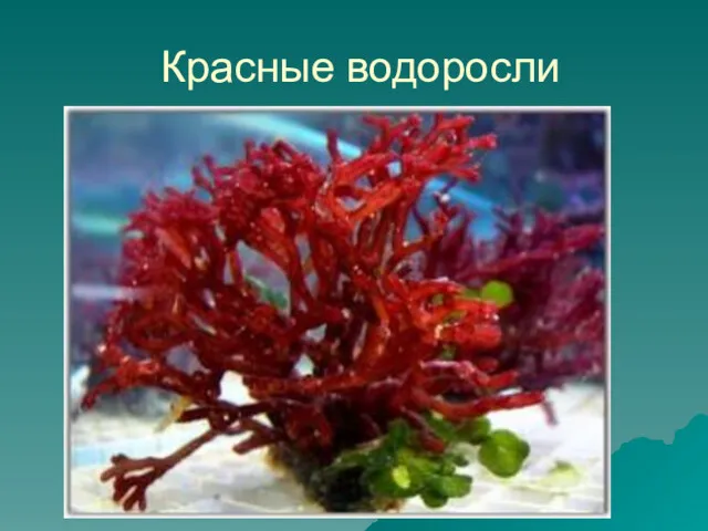 Красные водоросли