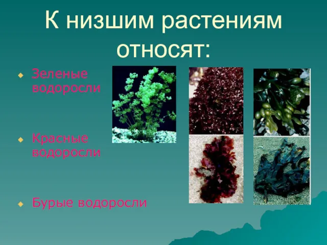 К низшим растениям относят: Зеленые водоросли Красные водоросли Бурые водоросли