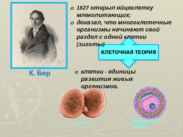 КЛЕТОЧНАЯ ТЕОРИЯ К. Бер 1827 открыл яйцеклетку млекопитающих; доказал, что