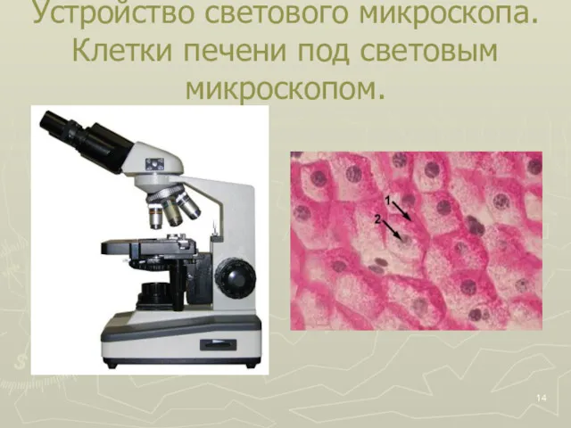 Устройство светового микроскопа. Клетки печени под световым микроскопом.