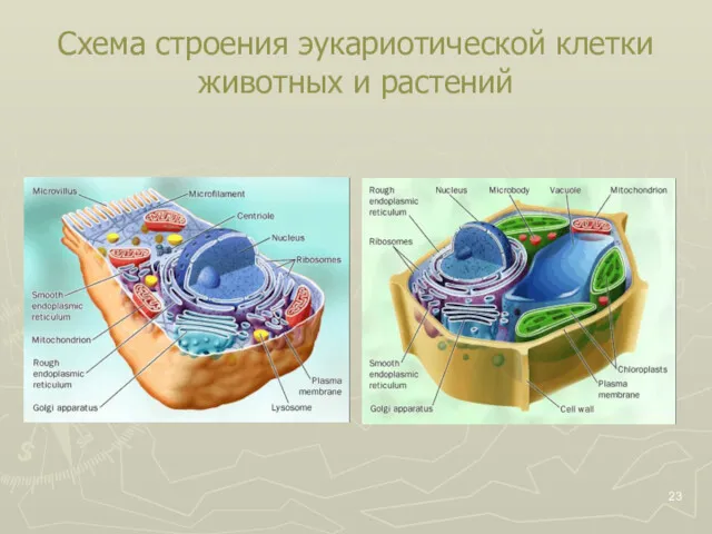 Схема строения эукариотической клетки животных и растений