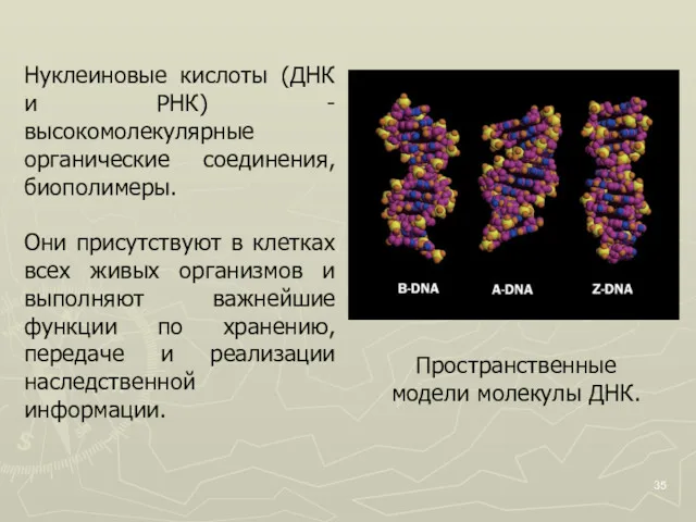 Нуклеиновые кислоты (ДНК и РНК) - высокомолекулярные органические соединения, биополимеры.