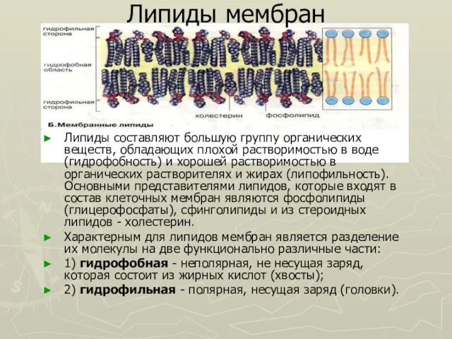 Липиды мембран Липиды составляют большую группу органических веществ, обладающих плохой