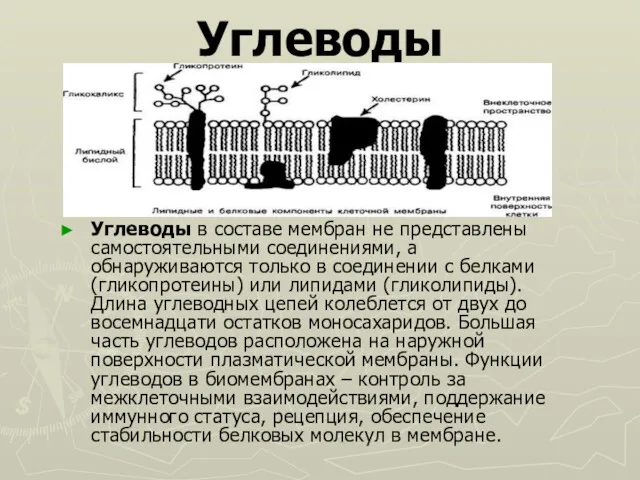 Углеводы Углеводы в составе мембран не представлены самостоятельными соединениями, а