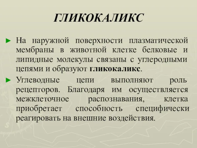 ГЛИКОКАЛИКС На наружной поверхности плазматической мембраны в животной клетке белковые